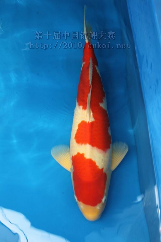 红白锦鲤