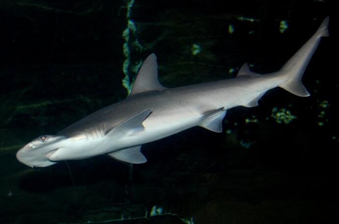  p>窄头双髻鲨(学名: i>sphyrna tiburo /i>)是双髻鲨科,双髻鲨属的一