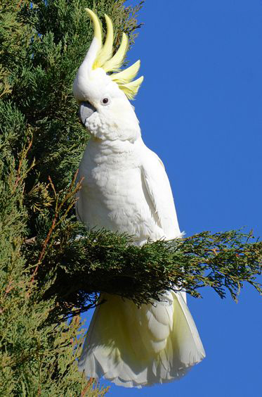 大葵花凤头鹦鹉