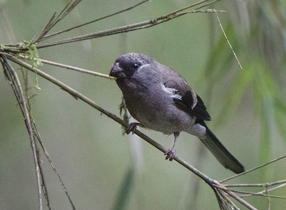 小型 a href="#" data-lemmaid="278334">鸟类 /a>,体长16-17厘米