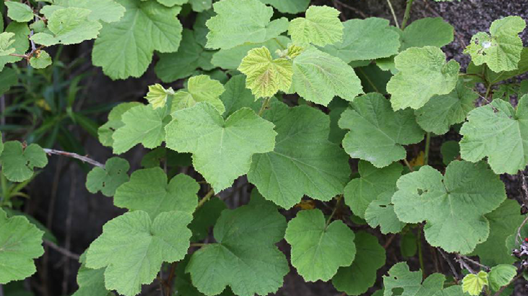 " data-lemmaid="1121901">蔷薇科 /a>植物寒莓  i>rubus buergeri  