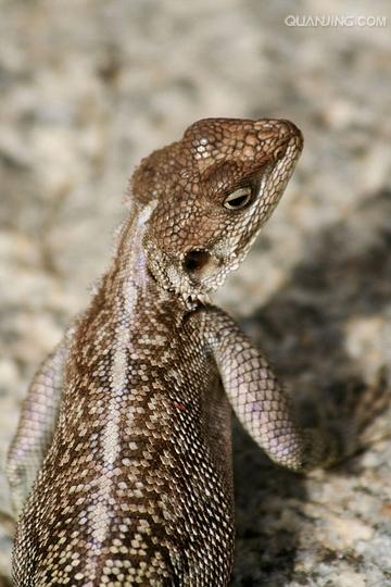  p>坦桑尼亚联合共和国(英文:the united republic of tanzania),简称