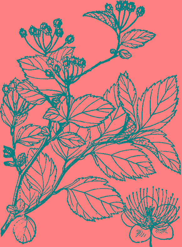  p>石蚕叶绣线菊(学名: i>spiraea chamaedryfolia /i> l.