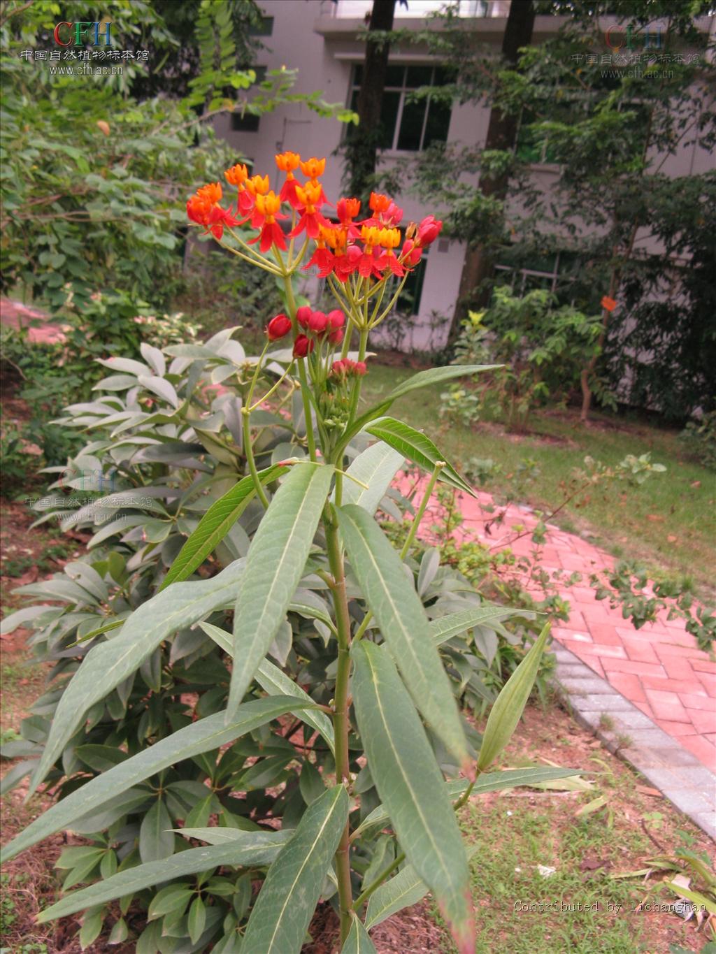 asclepias linn.