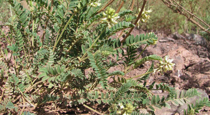  p>臭棘豆(学名:oxytropis chiliophylla royle ex benth),为 a