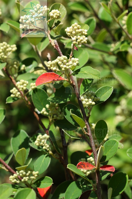  p>厚叶栒子(学名: i>cotoneaster coriaceus /i> franch.