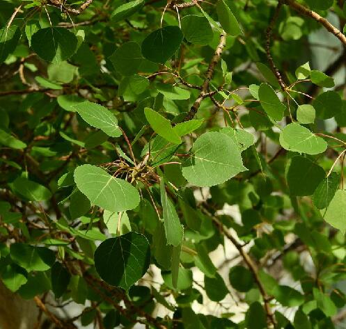 populus tremula