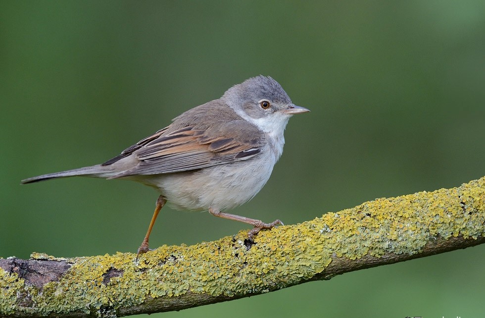 greater whitethroat