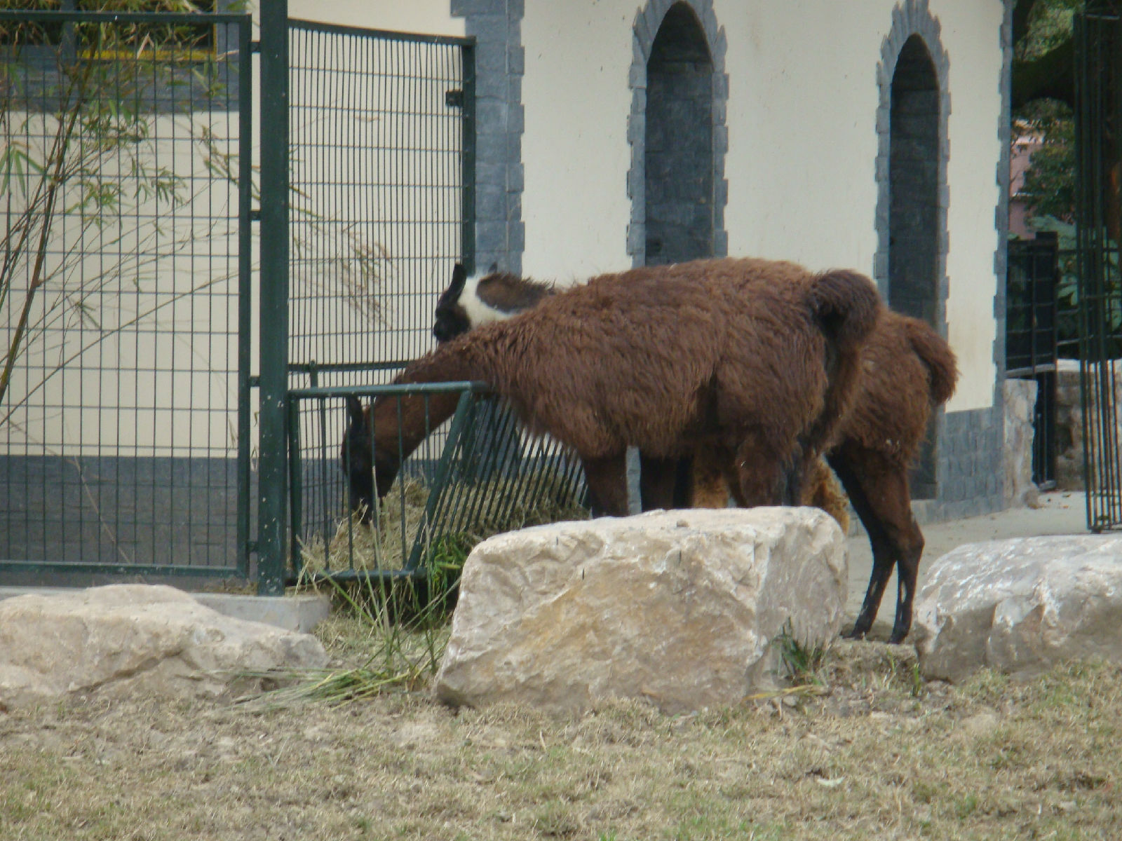  p data-id="gnwiy3wj9h"> b>大羊驼 /b>(拉丁学名: i>lama glama /i>