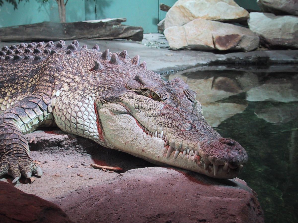  p>恒河鳄,学名: i>gavialis gangeticus  /i>(gmelin, 1789),是 a