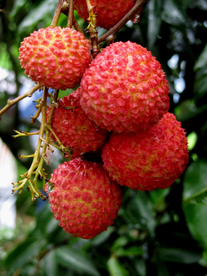  p>桂味荔枝是一个荔枝品种,简称为桂味,属于无患子科荔枝属植物. /p>