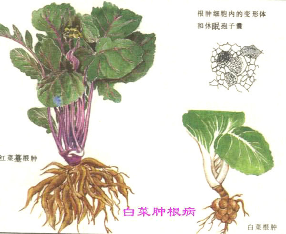 甲烷八叠球菌属