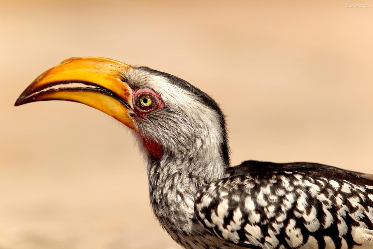 the republic of botswana