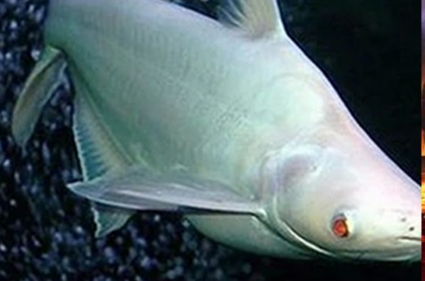  p data-id="tivpvugtdb5e">淡水白鲨是鲶形目芒科圆腹芒属鱼类,别名