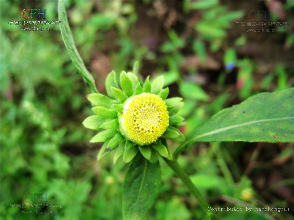  p>金挖耳(学名:carpesium divaricatum)为菊科 a