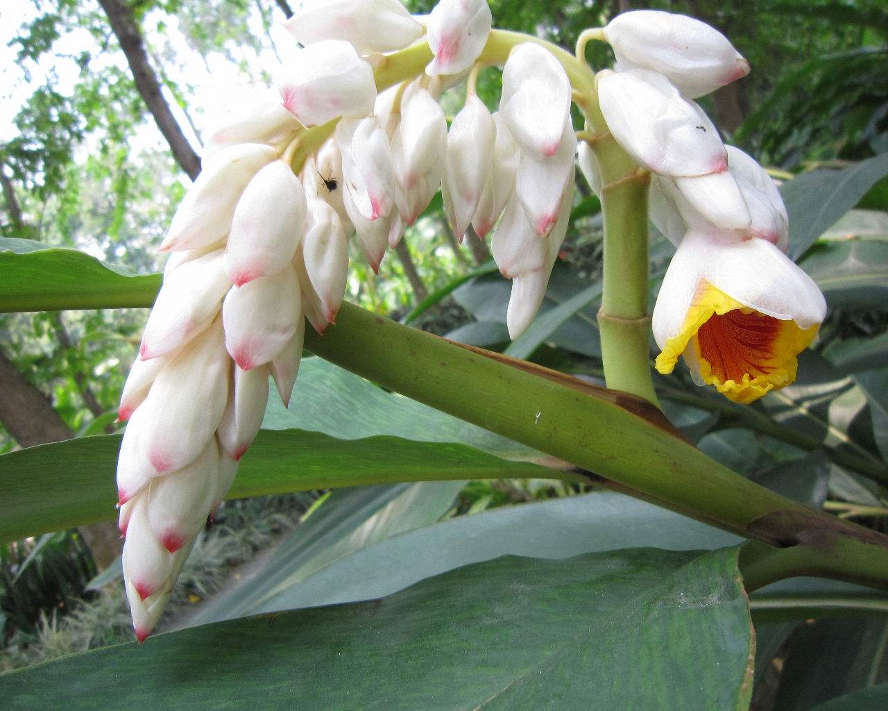  p>长果姜属,仅有 a href="#" data-lemmaid="9467380">长果姜 /a>s.