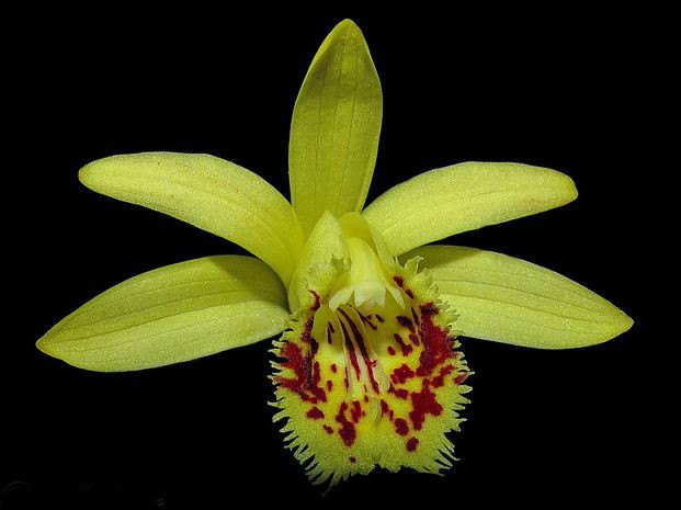  p>黄花独蒜兰(学名: i>pleione forrestii /i>  schltr.