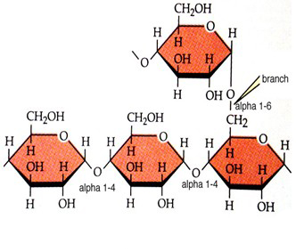  p>胰淀粉酶(pancreatic amylase)是由胰腺分泌的一种水解酶,能够水解