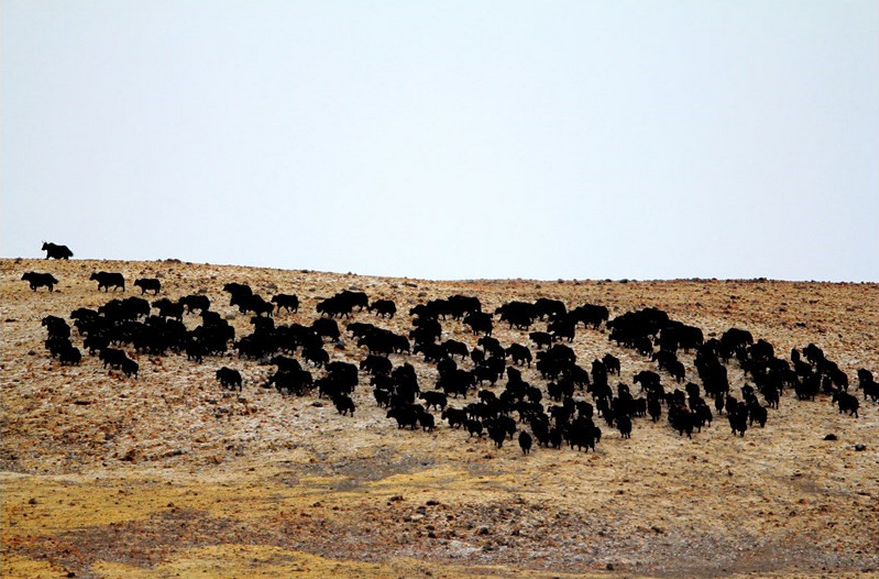  p>郑义,风光摄影家,动物摄影家,活跃于摩旅圈,被誉为"中国哈雷的精神