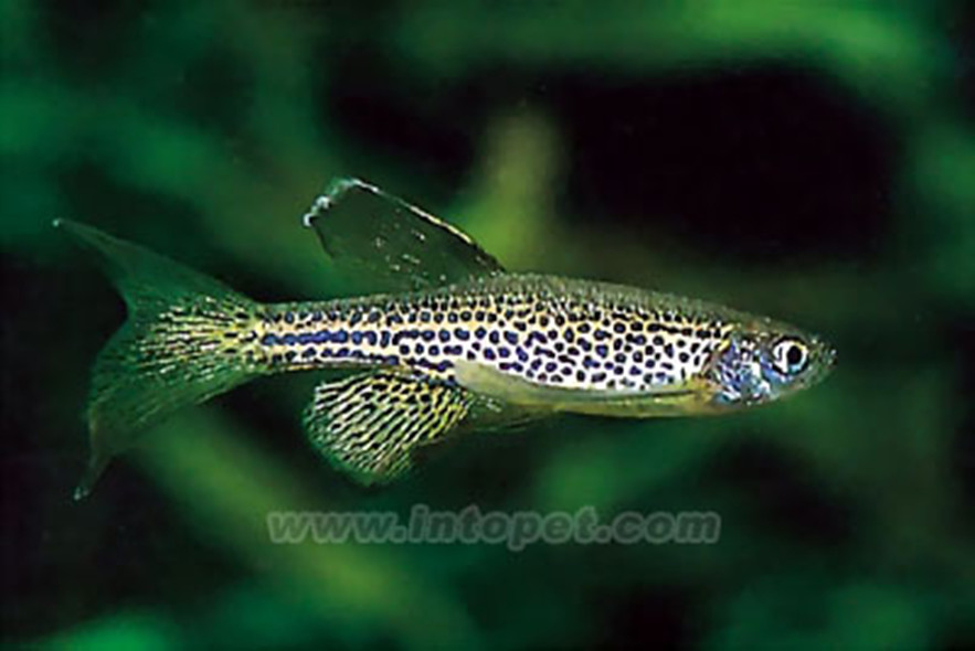 豹纹斑马鱼
