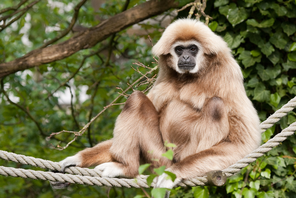  p>白掌长臂猿(学名: i>hylobates lar /i>),灵长目长臂猿科动物.