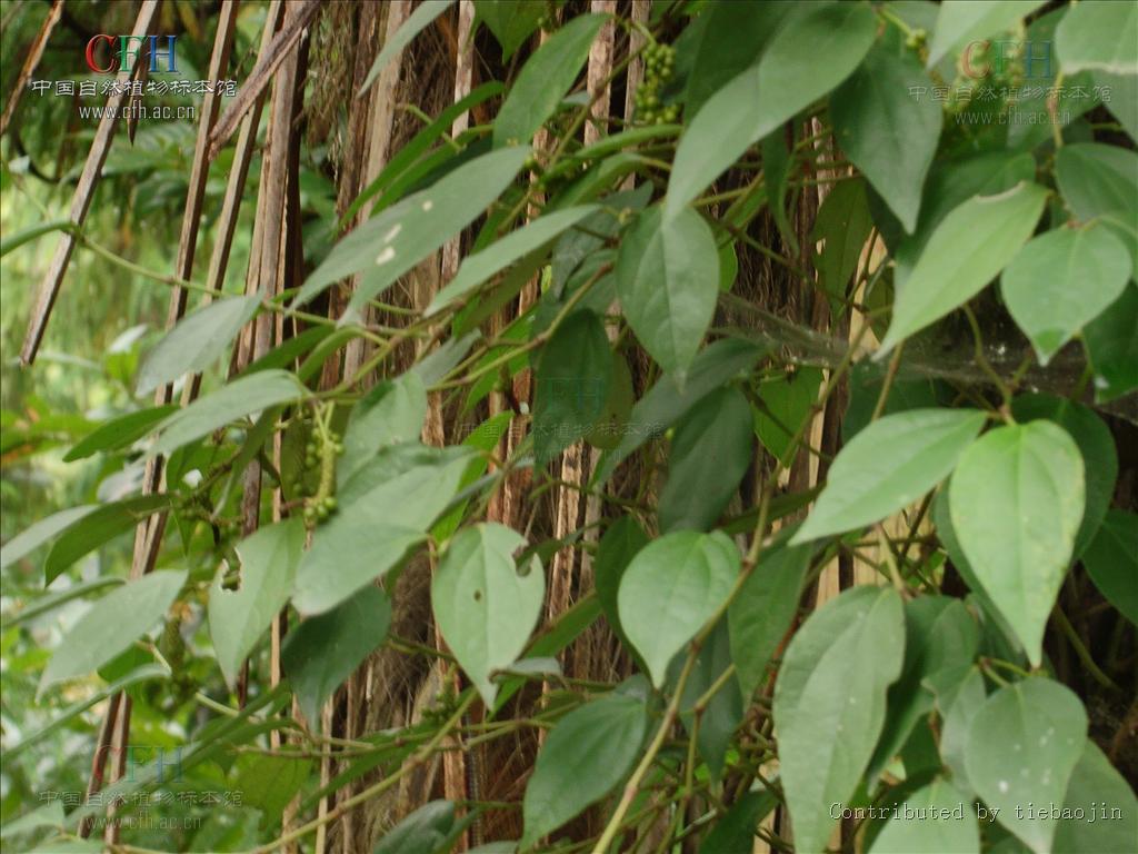  p data-id="gnbjnvpbfv">风藤(拉丁学名: i>