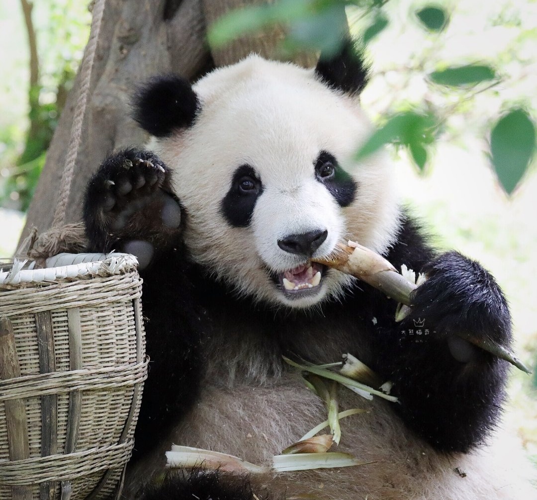  p>大熊猫"奇一",出生于2016年7月1日,母亲奇缘,雌性,谱系号:1008