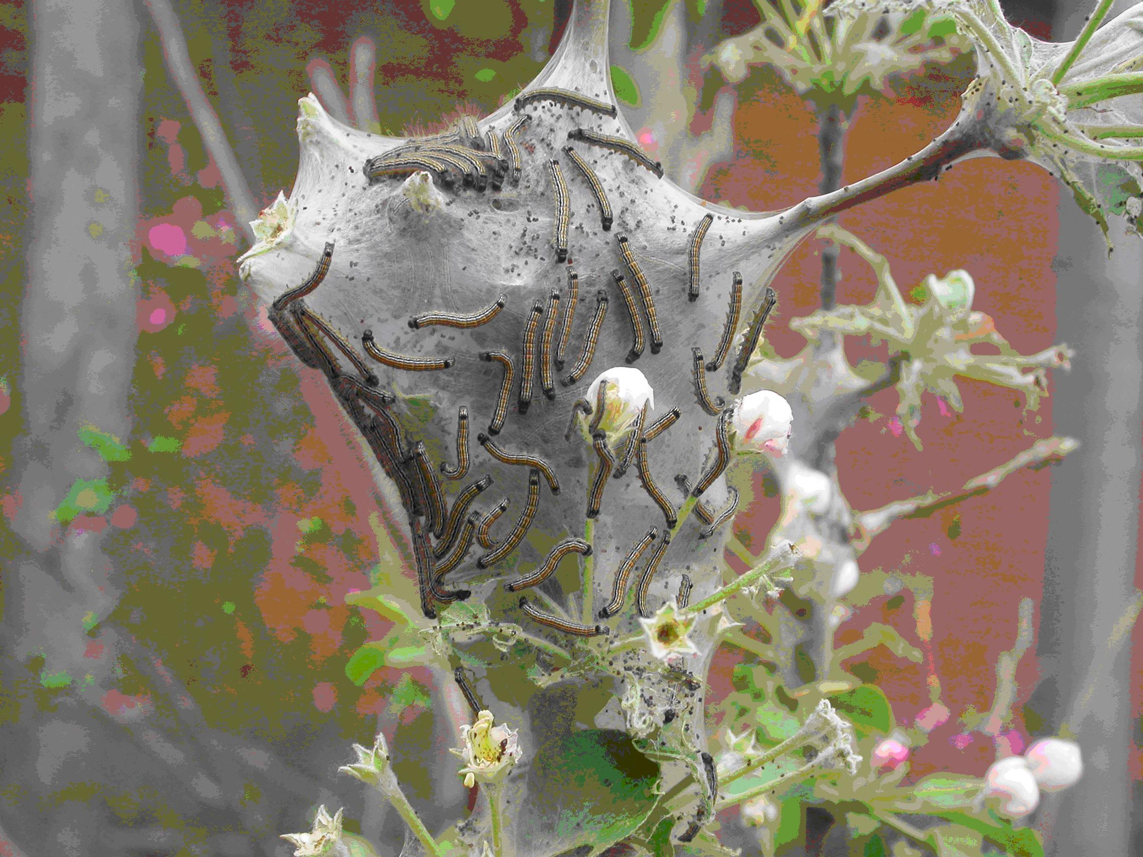malacosoma neustria testacea motschulsky