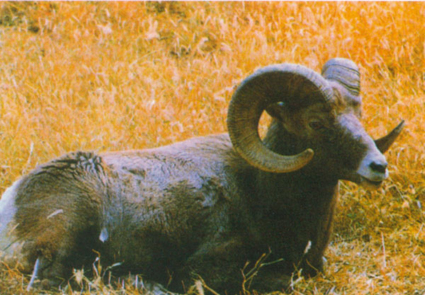  p>盘羊角,别名,大角羊,羱羊,盘角子.