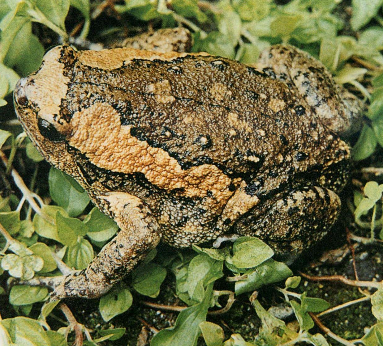 花狭口蛙指名亚种