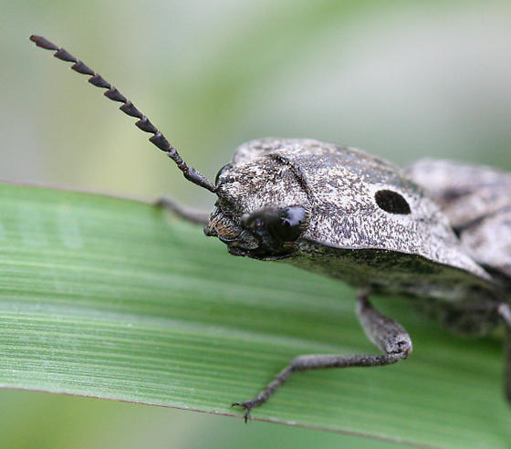  p>盲眼叩甲(学名:alaus myops )也称盲眼 a href="#">叩头虫 /a>,将