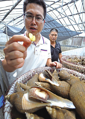  p>管角螺是属腹足纲,盔螺科的海产底栖动物.