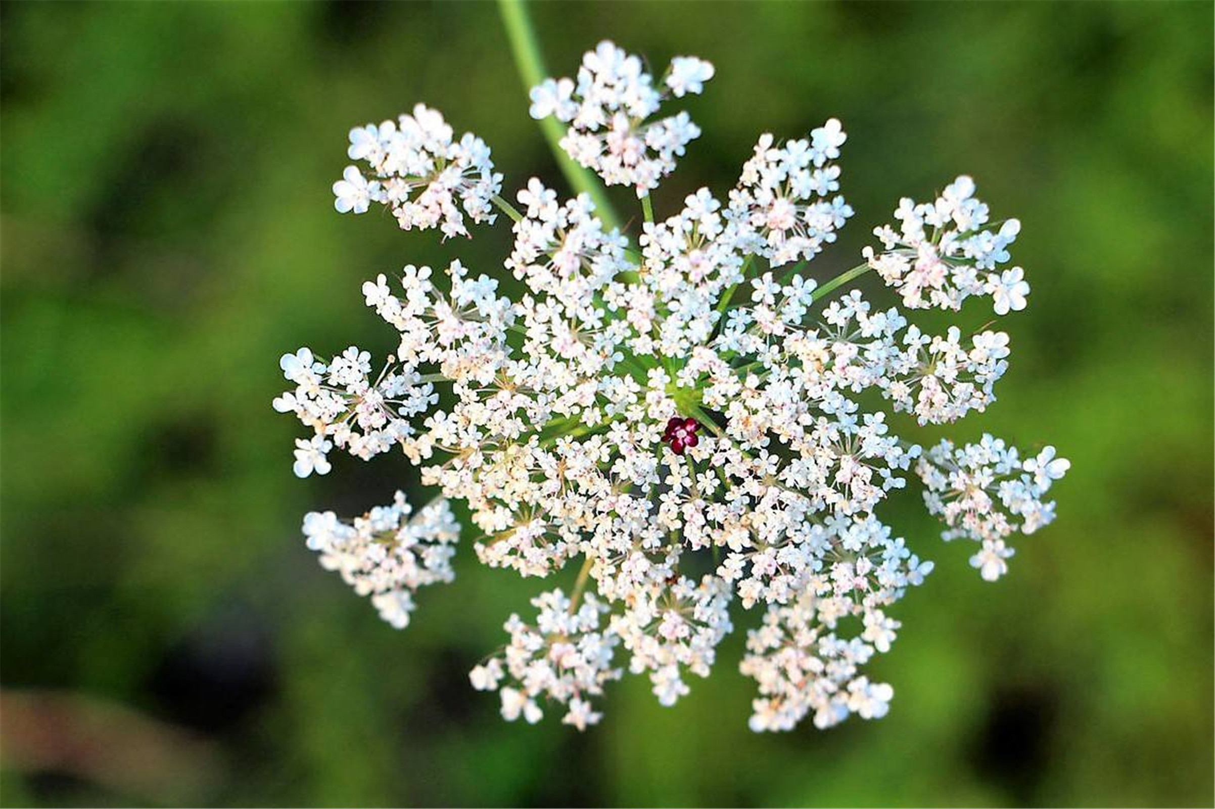 cnidii monnieri fructus