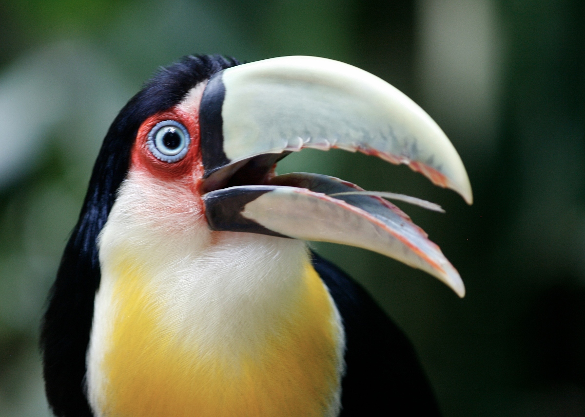  p>红胸巨嘴鸟(学名:ramphastos dicolorus )是中型 a href="#" data