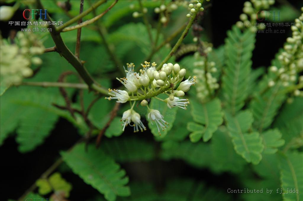  p>石莲子,中药名.