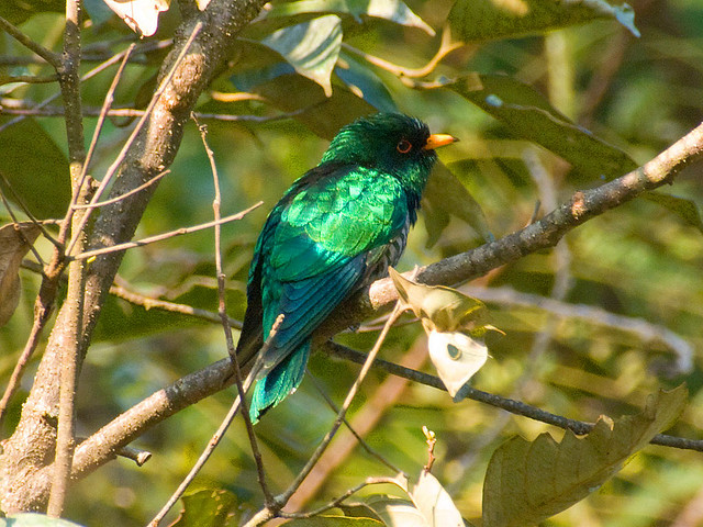  p>翠金鹃(学名: i>chrysococcyx maculatus /i>)体长约17厘米,雄鸟上