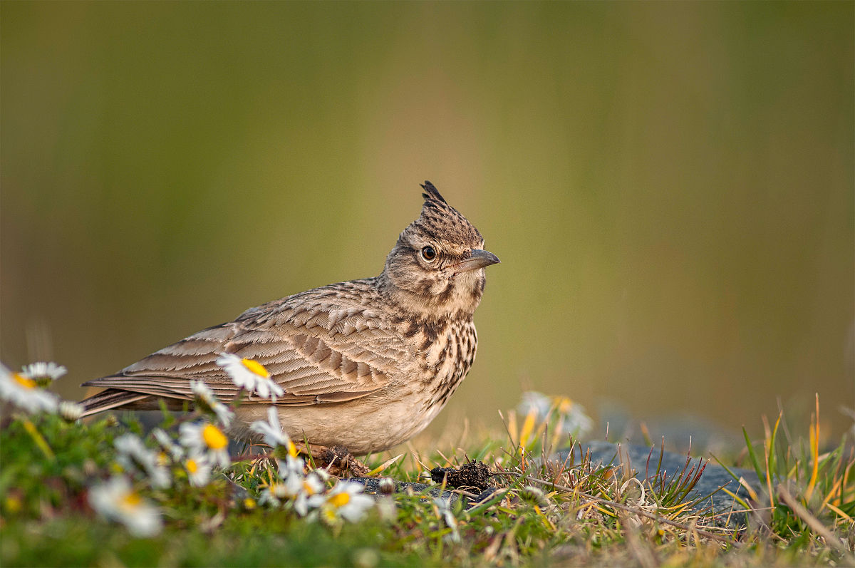 target="_blank" href="/item/百灵科/2755651" d