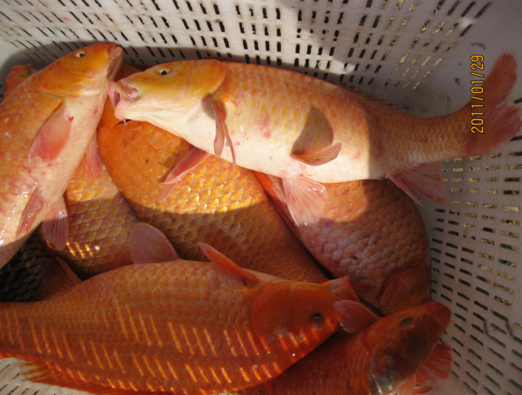  /p> p data-id="gnwisn2an1">红鲤鱼是一种可以长