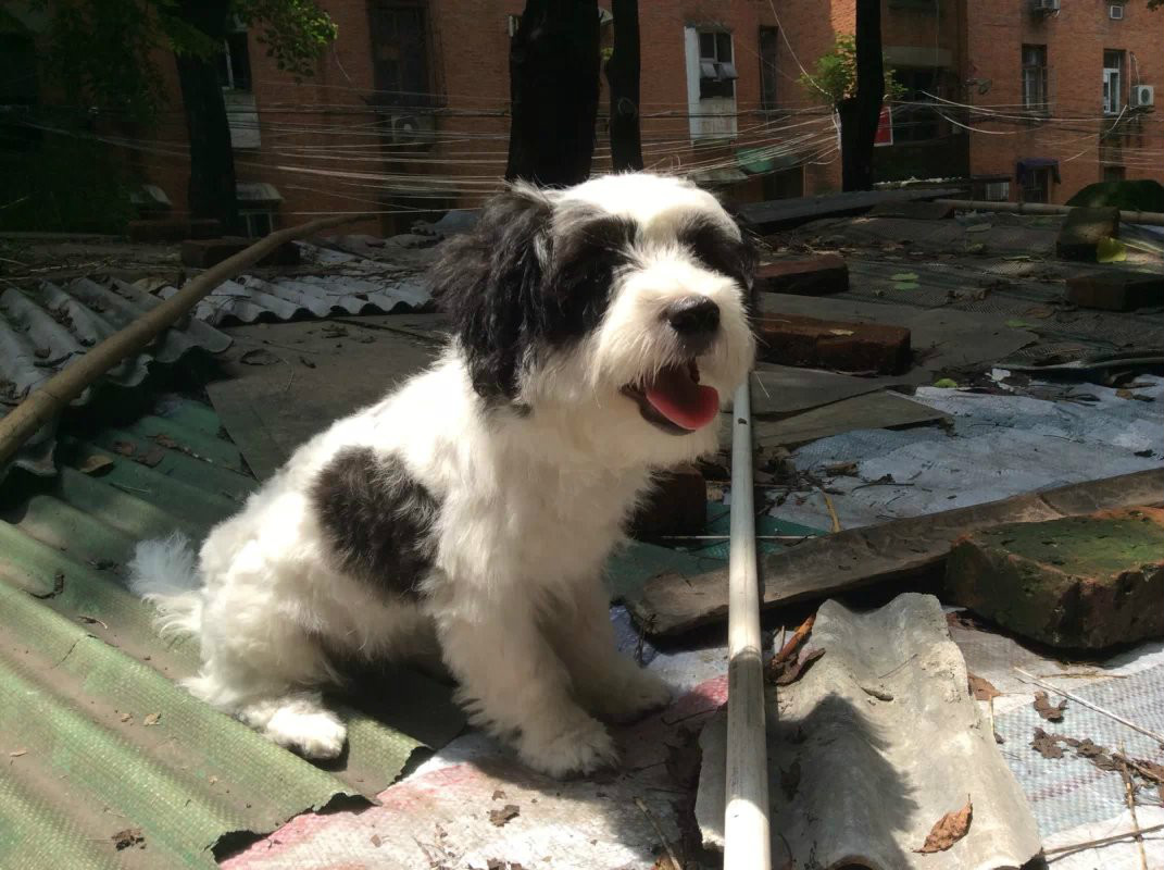 熊猫犬