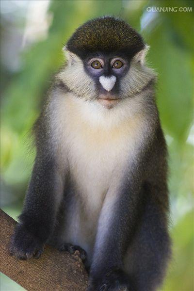 black-cheeked white-nosed monkey