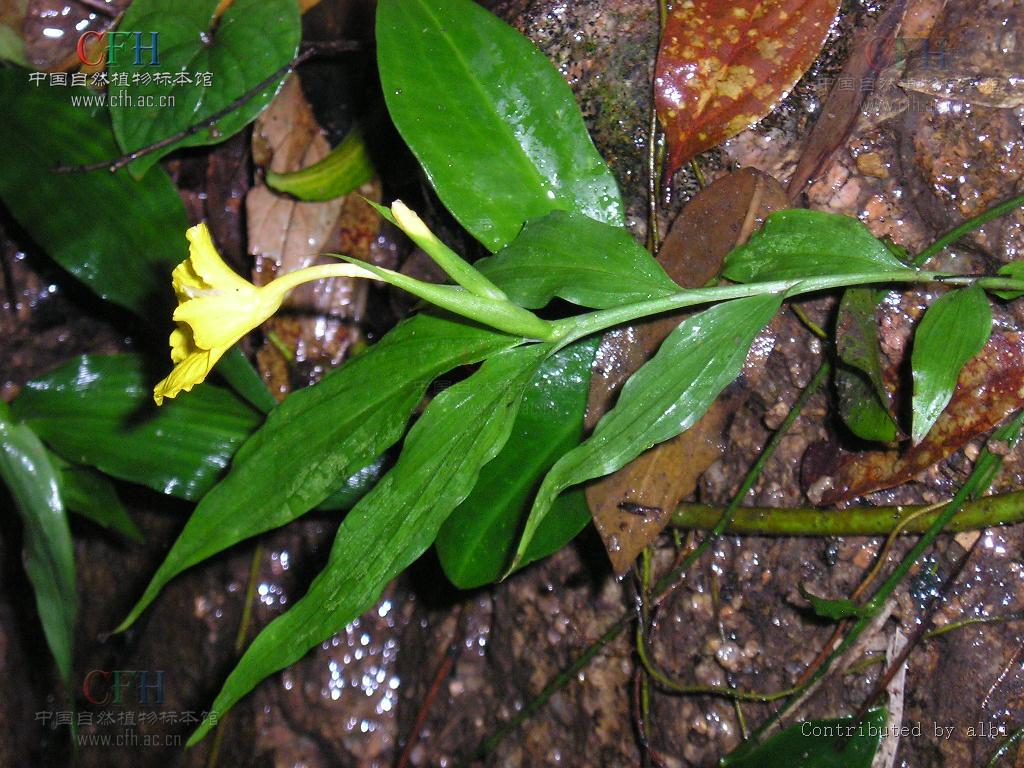  p>匙苞姜(学名: i>zingiber cochleariforme  /i>d.