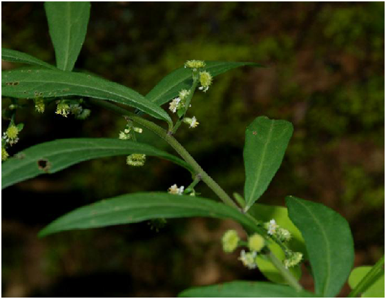  p>秋分草,又名大鱼鳅串,中药名.