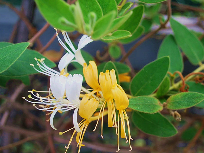  p> b>毛药忍冬 /b>(学名: i>lonicera serreana /i>)为忍冬科忍冬属