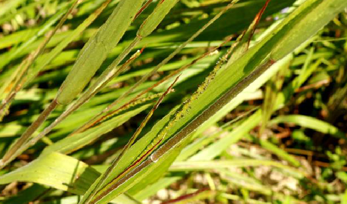  p>毛俭草属是禾本科,高粱族, a target="_blank" href="/item/筒轴茅