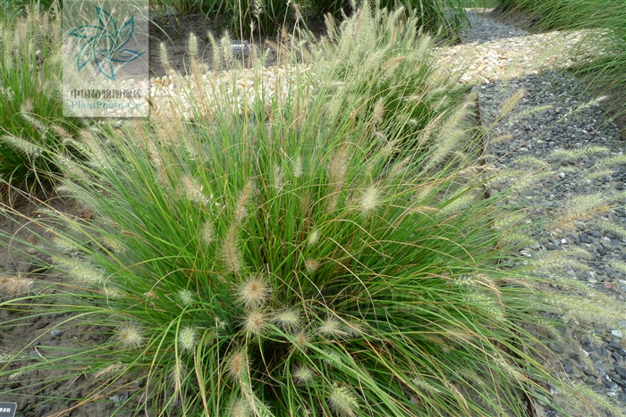 data-lemmaid="4062789">藏香茅 /a>,别名: a target="_blank" href="