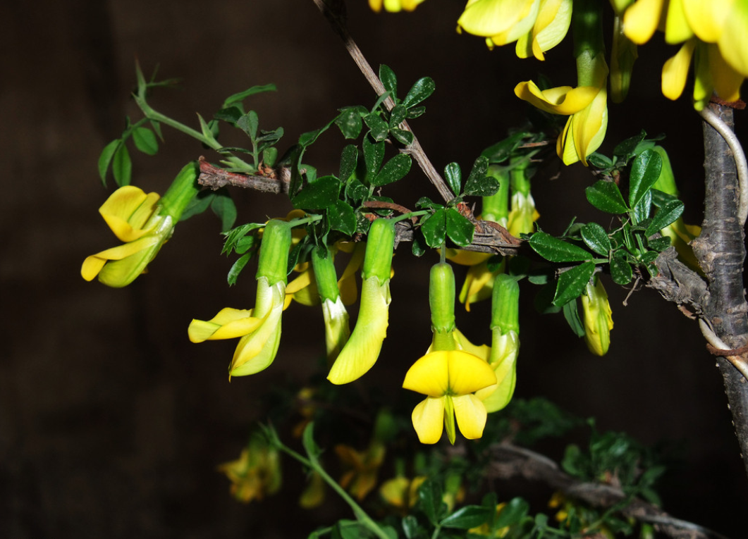 ="gnx99kjgle">瘿椒树 (又名 泡花,皮巴风,银雀树,瘿漆树,丹树,银鹊树