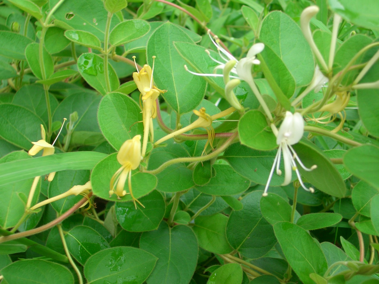  p> b>毛药忍冬 /b>(学名: i>lonicera serreana /i>)为忍冬科忍冬属