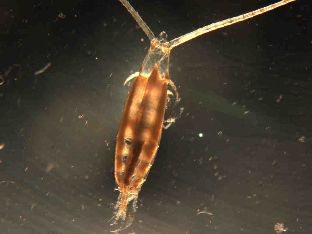 waterflea