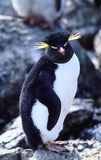 角企鹅属(eudyptes)