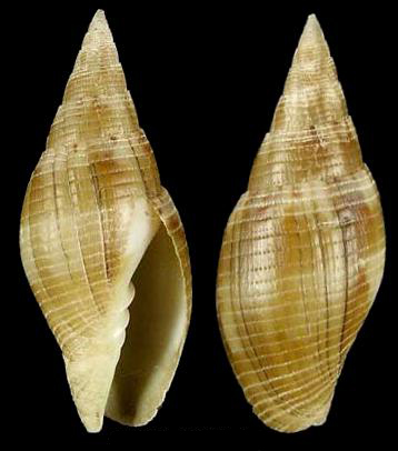  p>巴伯笔螺是一种新腹足目,笔螺科类生物.螺壳尺寸30 - 54 mm.